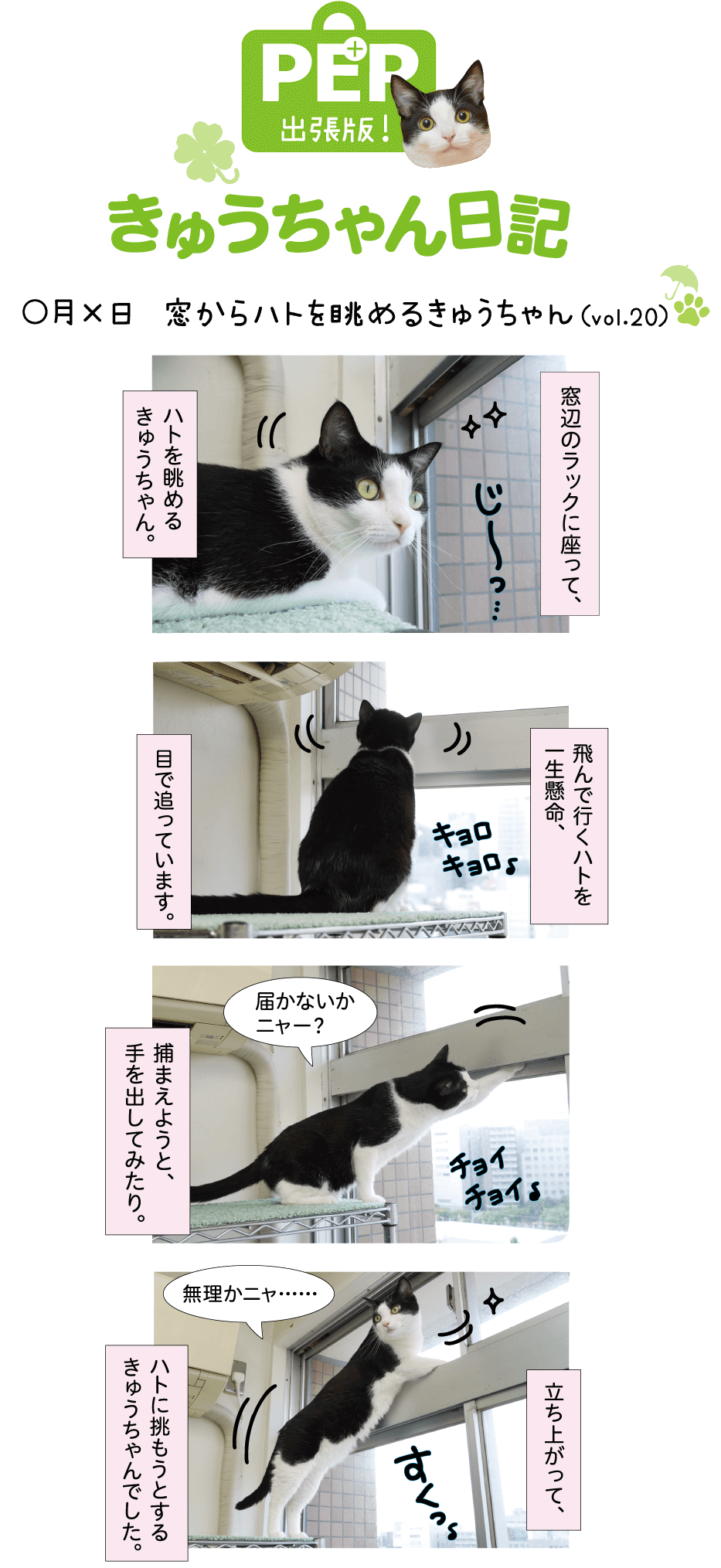 きゅうちゃん日記
