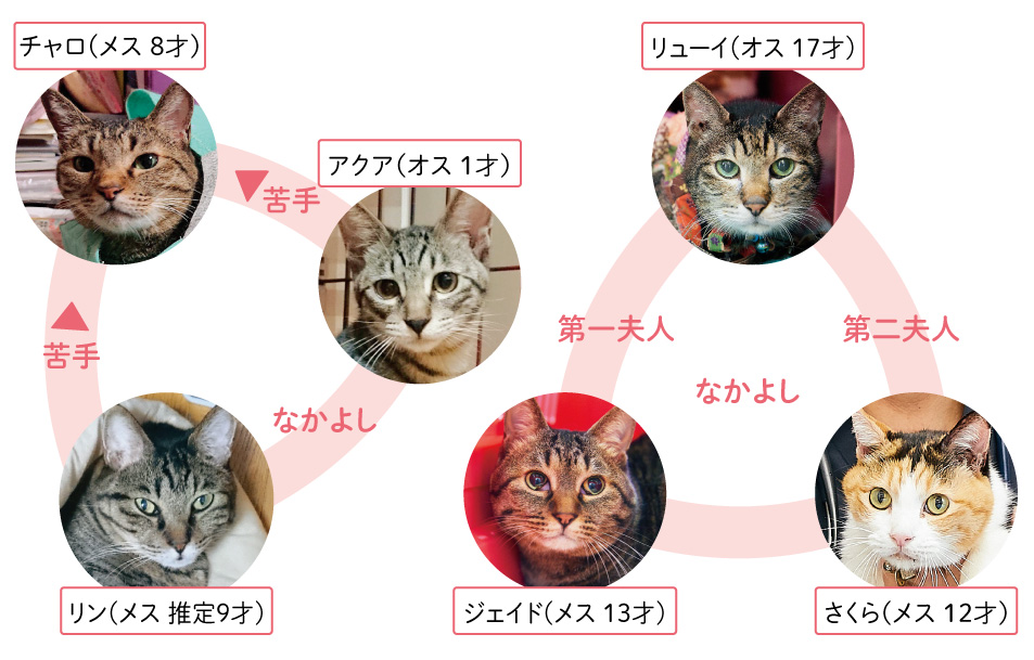 藤田家のねこちゃん