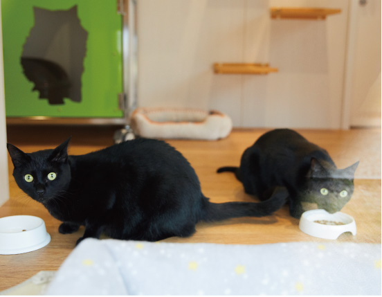 南大阪動物医療センターの猫達