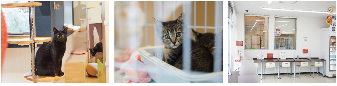 南大阪動物医療センターの猫達