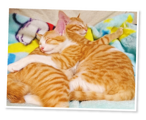 どの猫よりもうちの子がかわいいです。