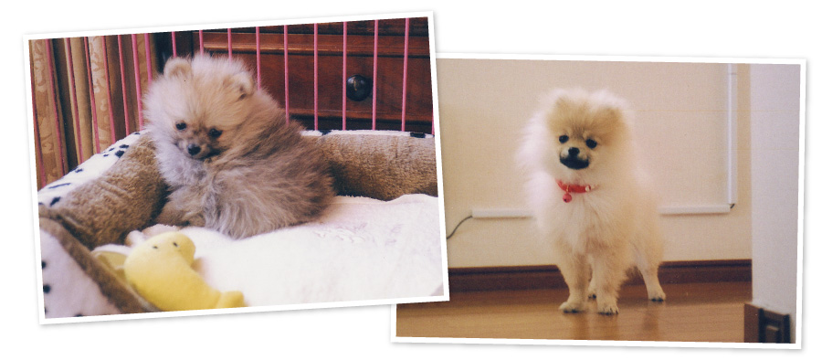子犬の頃のマリンちゃん。内田さんにくっつくのが大好きな甘えん坊。