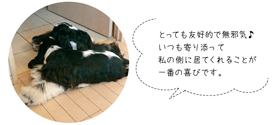 7頭目は濱田さんが昔から魅了されていたコッカーを迎えます。