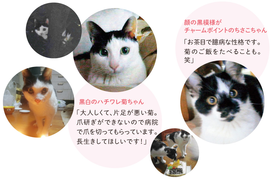 猫さんたちのかわいいしぐさに癒されている後藤さん。