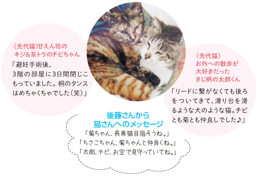 先代猫の怪我がきっかけで通院を始め、今では絶対的な信頼を抱いています。
