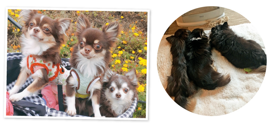 愛犬たちとの暮らしは幸せに包まれています