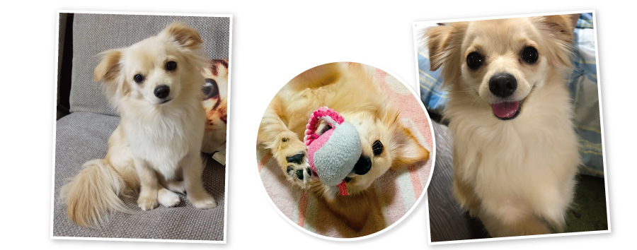 一目惚れして迎えたのがさくらちゃん