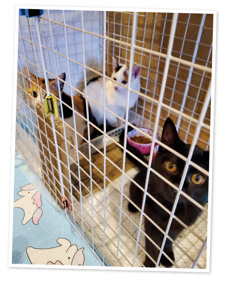 かかりつけの動物病院の子猫リレー事業で飼育していた子猫に出会いました