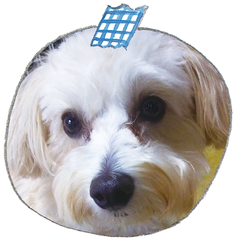 Mix犬の魅力 ペット用品の通販サイト ペピイ Peppy
