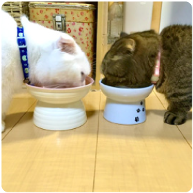 Sippole 2WAYスクエアベッド