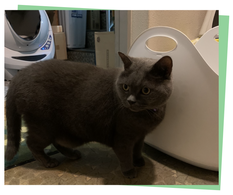 リターボックス 猫用トイレ ペット用品の通販サイト ペピイ Peppy