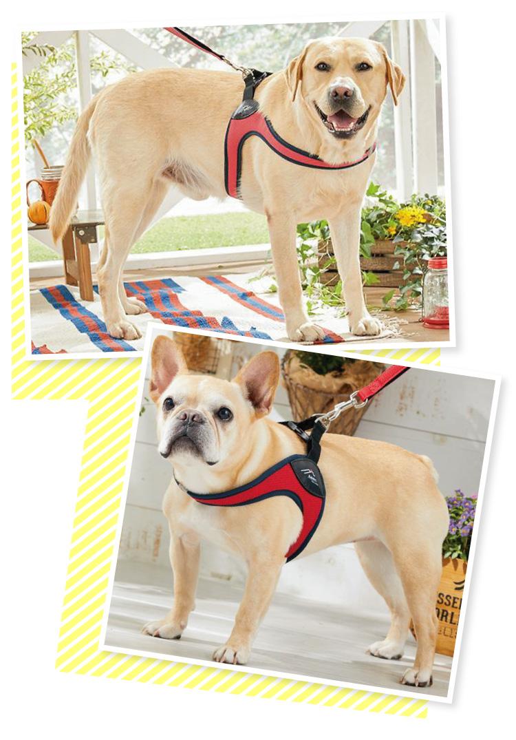 ハクサン イージーコンフォートハーネス 小型犬用 中型犬用 ハーネス ペット用品の通販サイト ペピイ Peppy