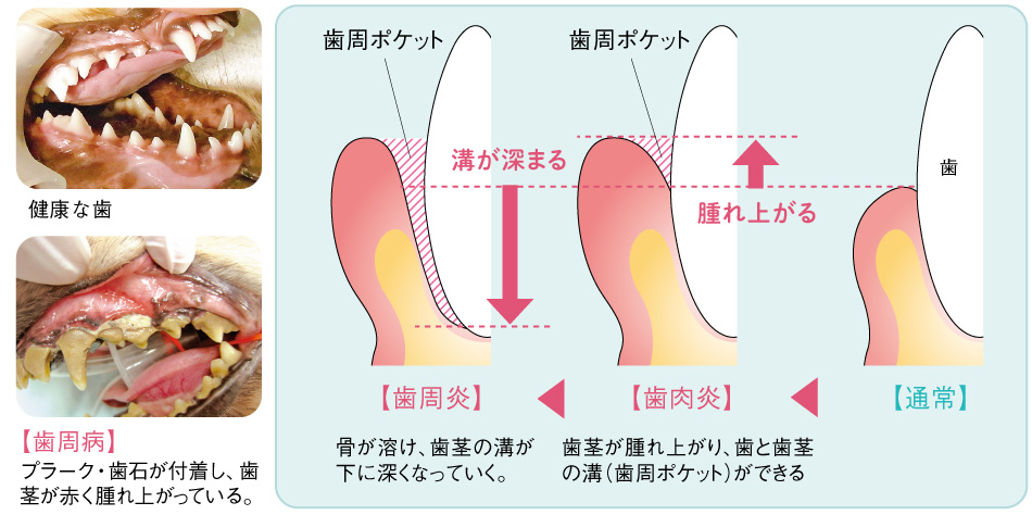 犬猫の歯肉炎と歯周病