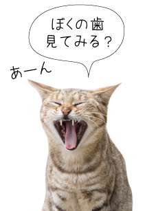 犬猫の歯周病ケア