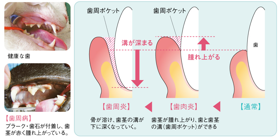 犬猫の歯肉炎と歯周病