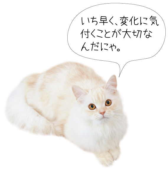 犬猫の大切な歯を守る方法