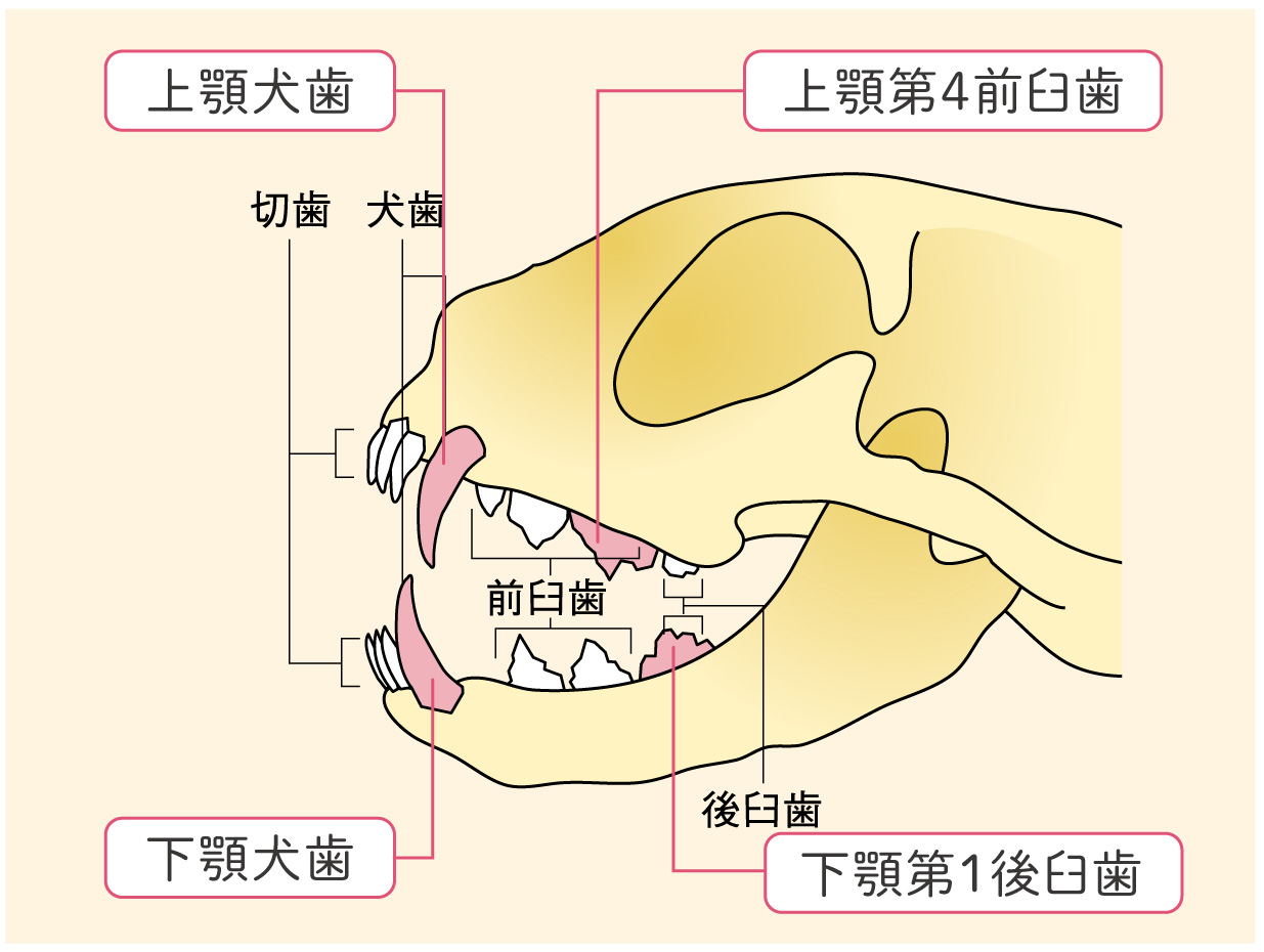 犬猫の大切な歯を守る方法