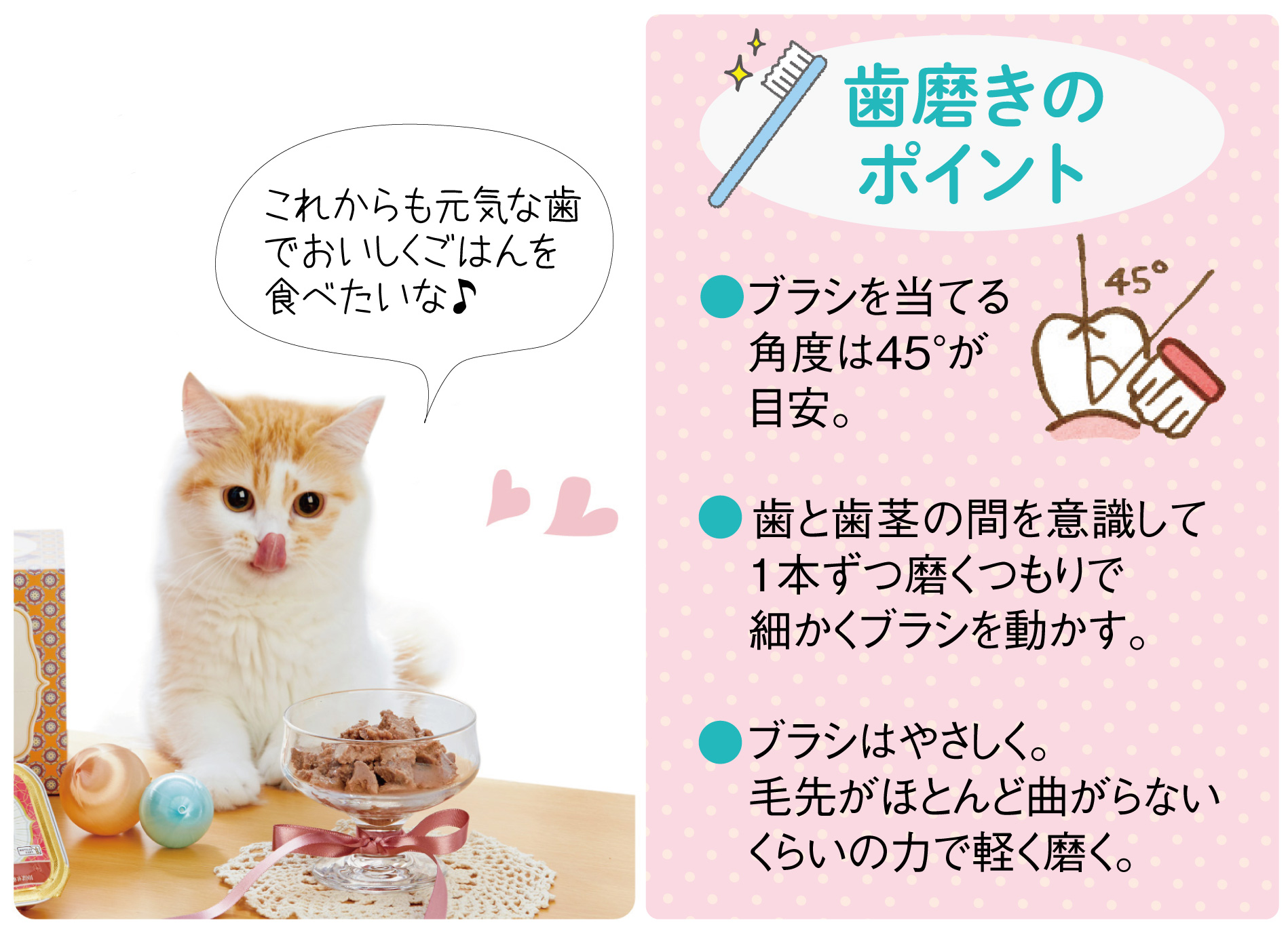歯みがきのポイント