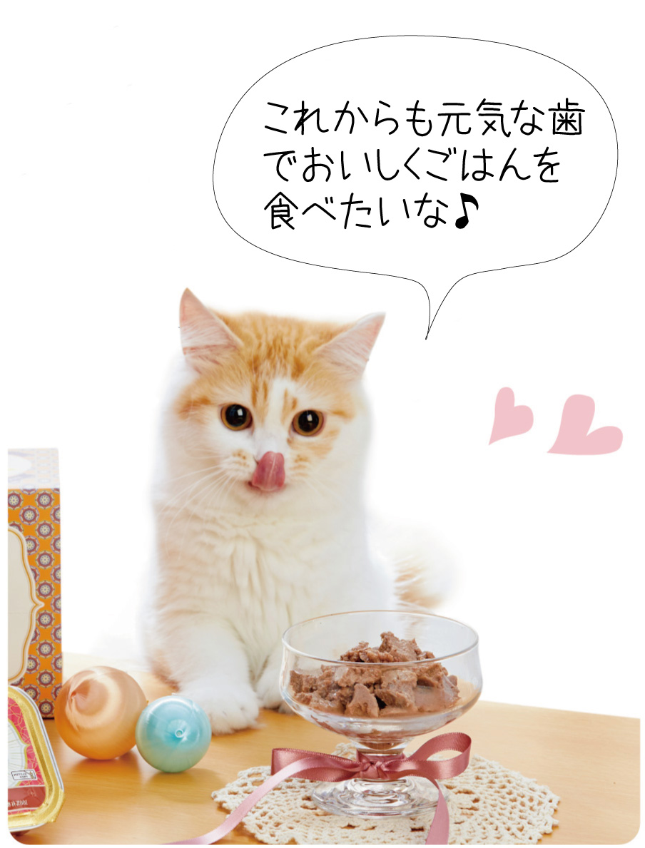 獣医師監修】『猫のデンタルケア』 - ペット用品の通販サイト ペピイ 