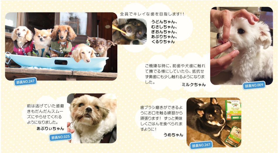 歯ぴか部部員