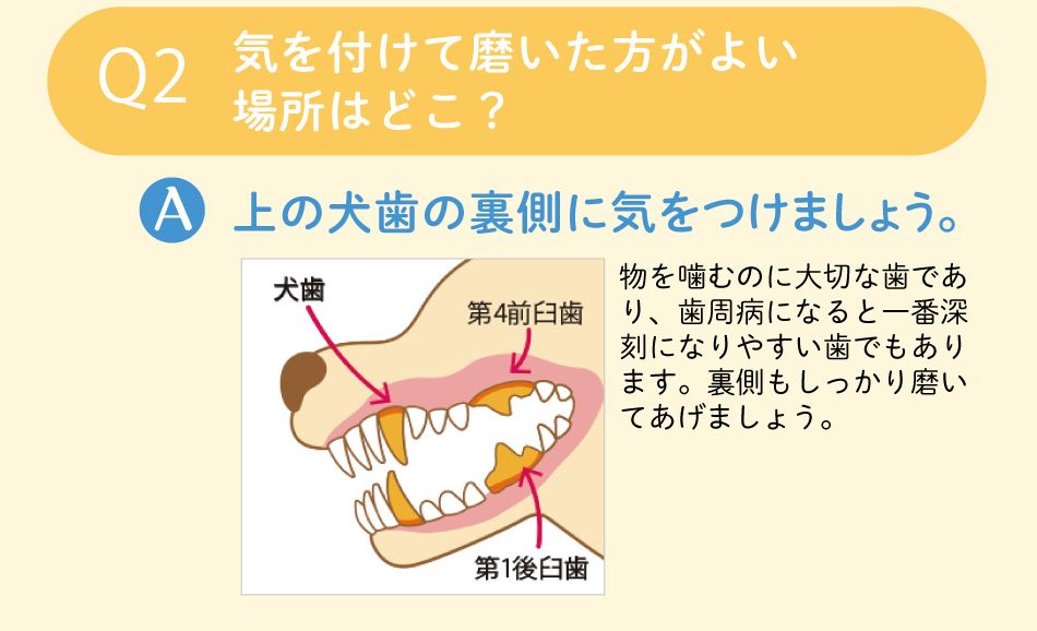 気を付けて磨いた方がいい場所