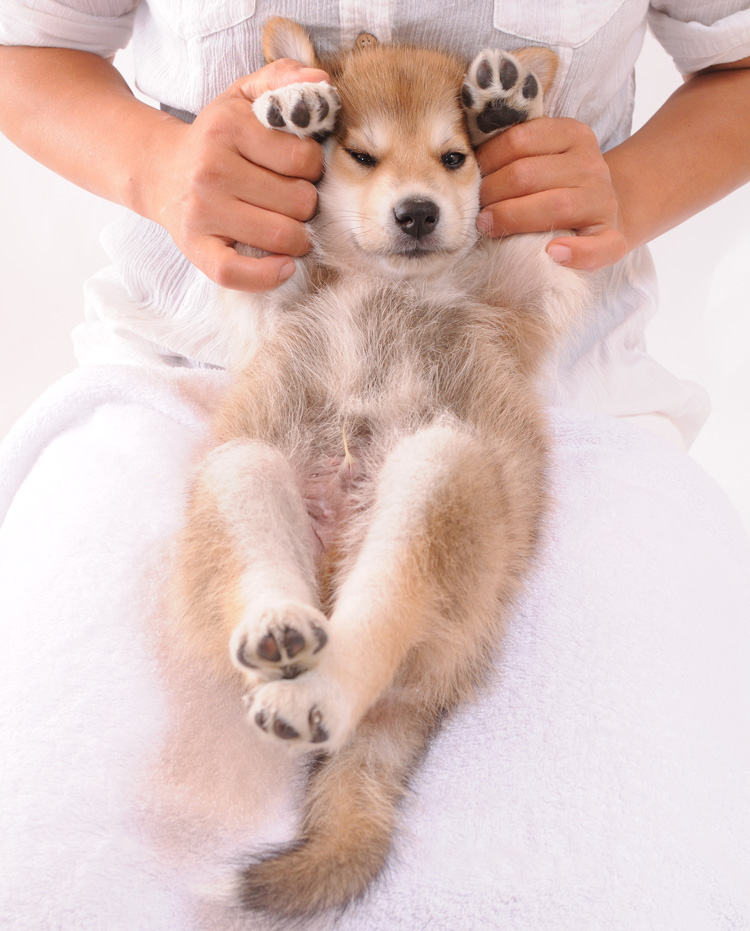 自分のせいでストレスを感じてぐったりしているペットの姿は、飼い主さんにはかなり辛いもの