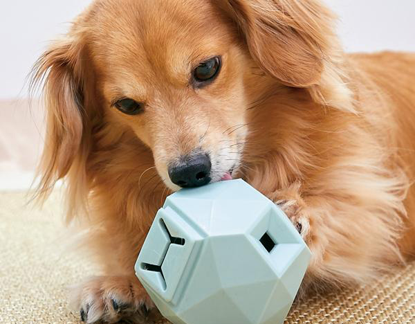 犬用知育玩具を使って、お部屋で脳トレと簡単な運動に!犬用 知育おもちゃ特集