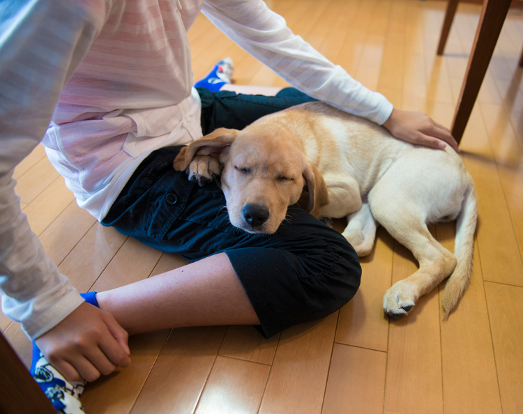 犬や猫にとって一番のご褒美は飼い主さんとの信頼関係